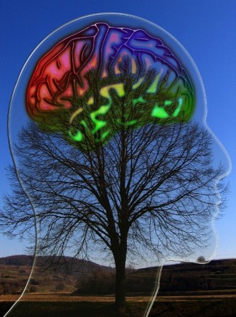 Tree Brain small